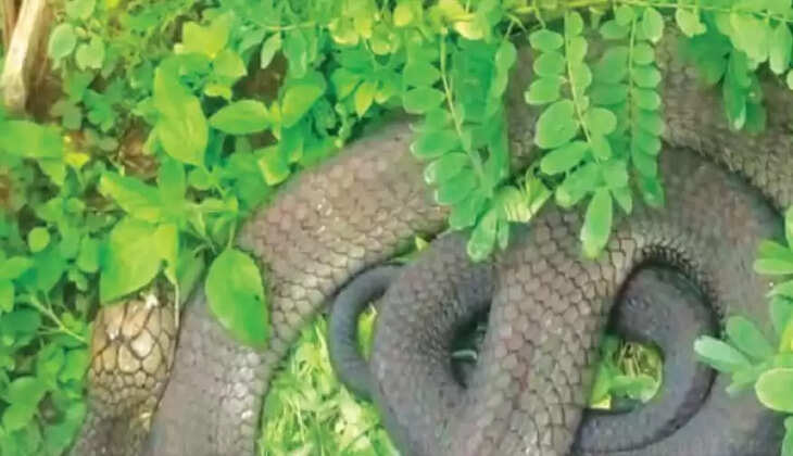 ராஜநாகம்