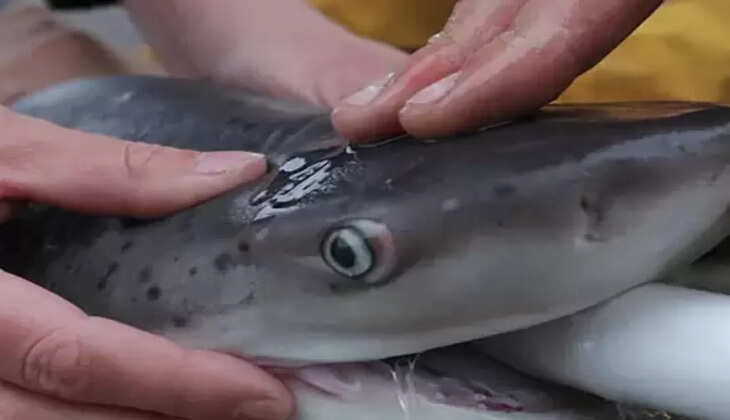 சிறுவன்