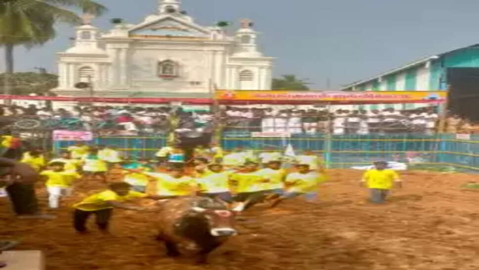 ஜல்லிக்கட்டு