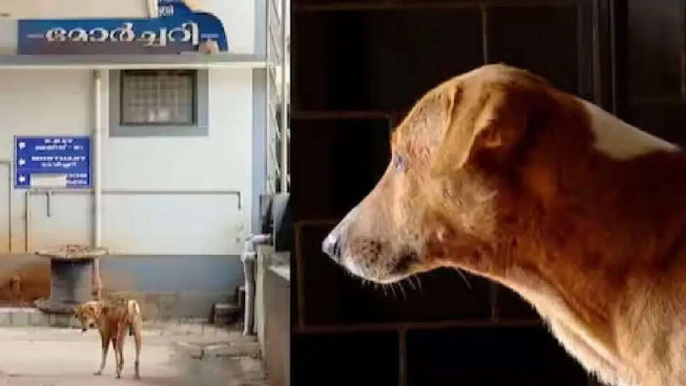 கன்னூர் நாய்