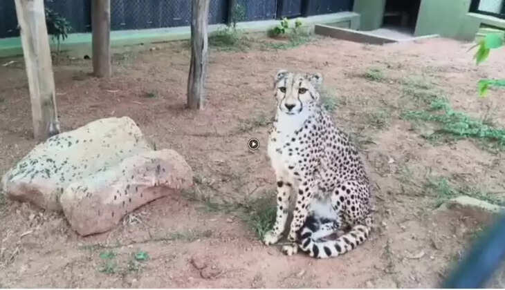 சிவிங்கி