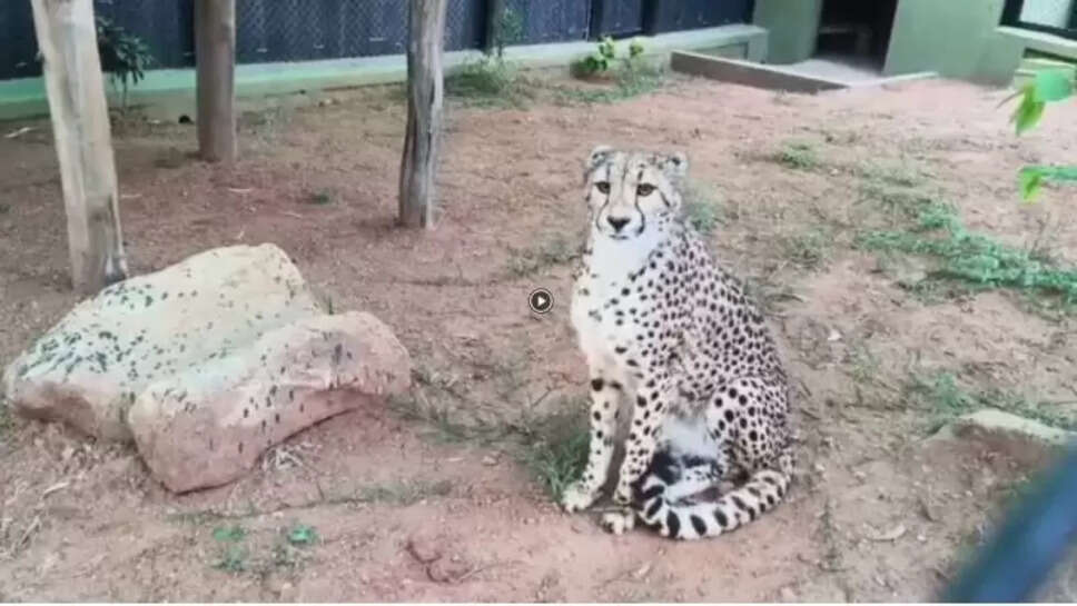 சிவிங்கி