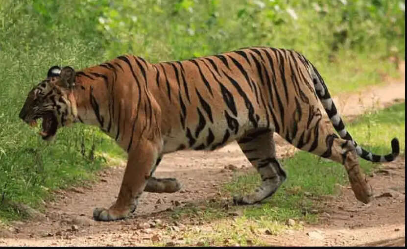 புலி