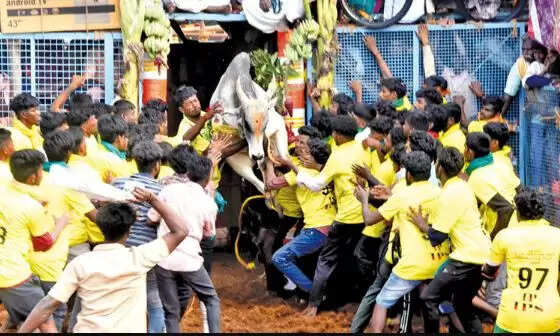 ஜல்லிக்கட்டு