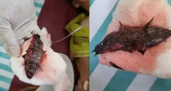 மீன்கள்