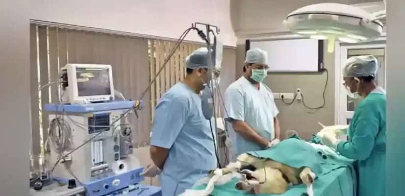 அறுவைசிகிச்சை