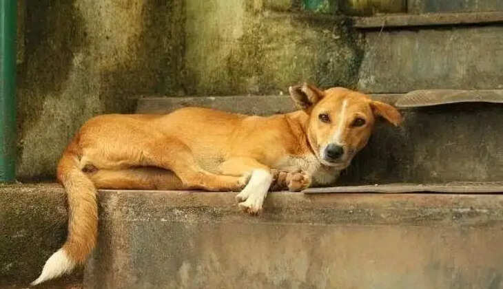 வளர்ப்பு நாய்