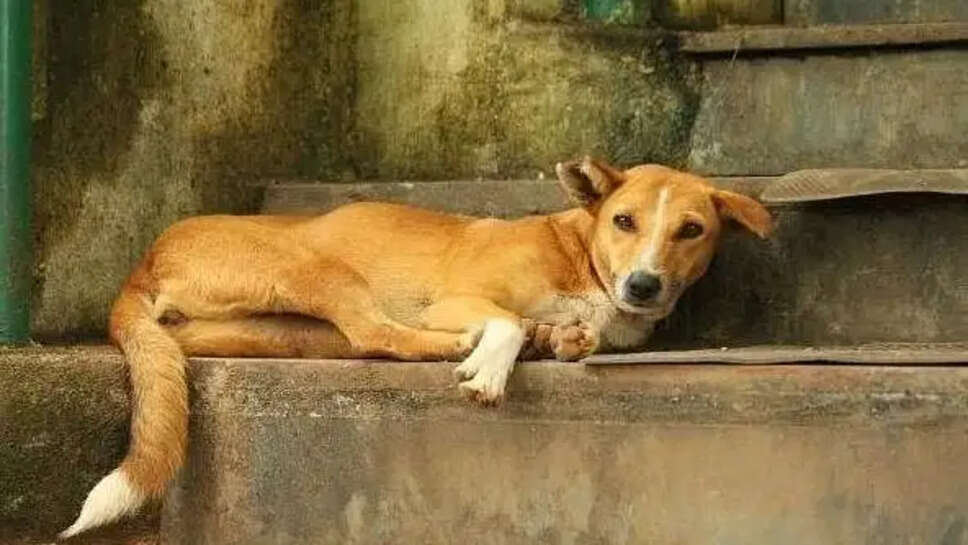 வளர்ப்பு நாய்