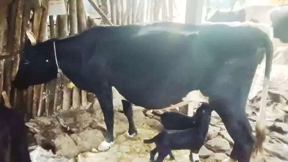 நெகிழ்ச்சி... பசு மாட்டிடம் பால் குடித்து வளரும் ஆட்டுக்குட்டிகள்!