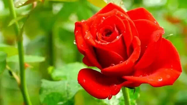 காதலர் தினம்