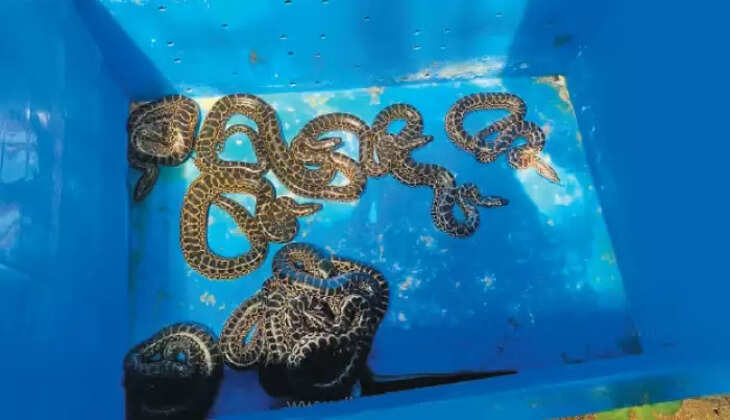 அணகோண்டா