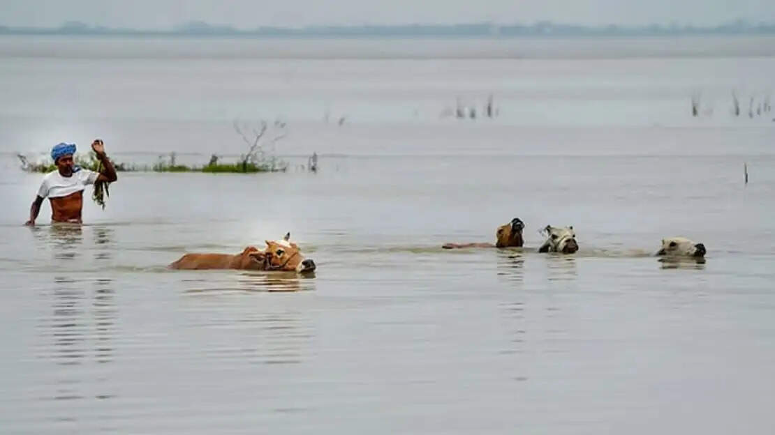 அசாம் வெள்ளப்பெருக்கு வெள்ளம்