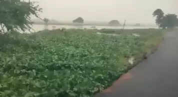 நீரில் மூழ்கிய பயிர்