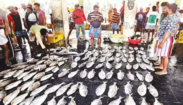 தூத்துக்குடி மீன்கள் இறைச்சி