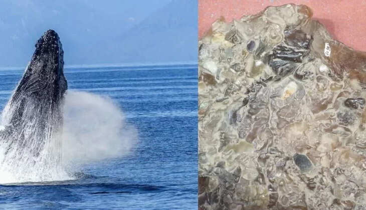 திமிங்கலம்