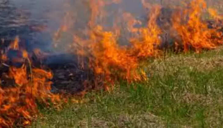 சாலையோர புற்கள் எரிப்பு