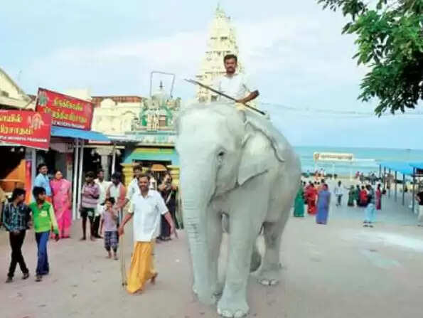 வெள்ளை யானை