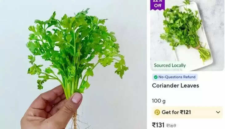 கொத்தமல்லி 