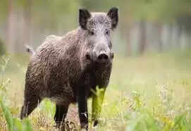 காட்டுப்பன்றி