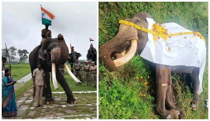 யானைகள் முகாம்