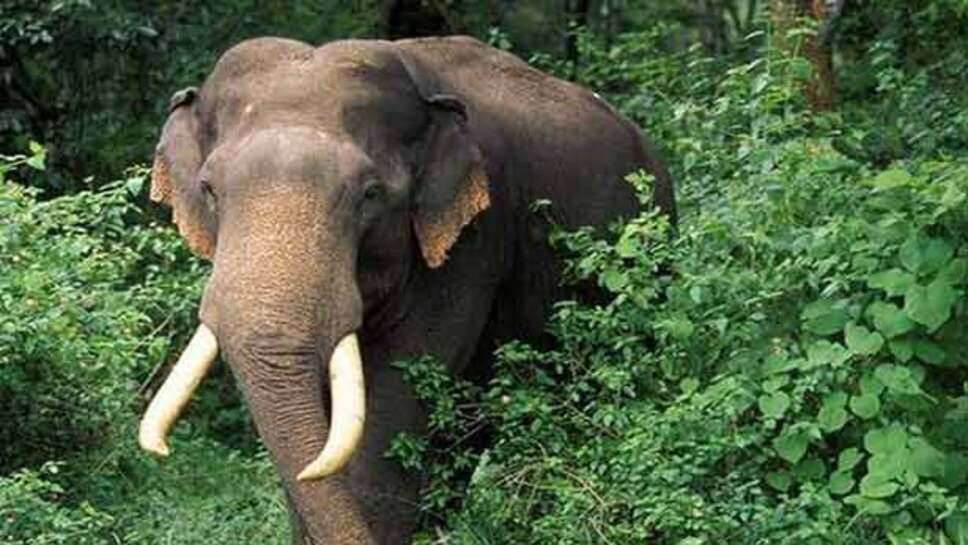 மக்னா யானை 