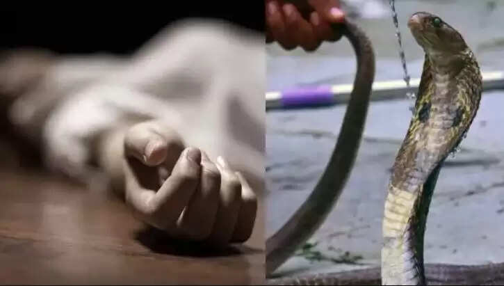 பாம்பு 