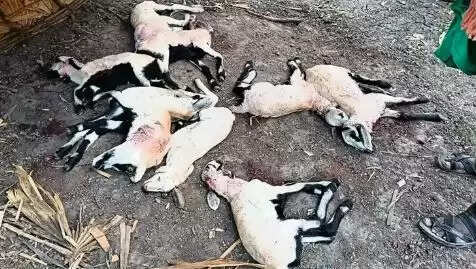 ஒட்டன்சத்திரம் ஆடுகள்