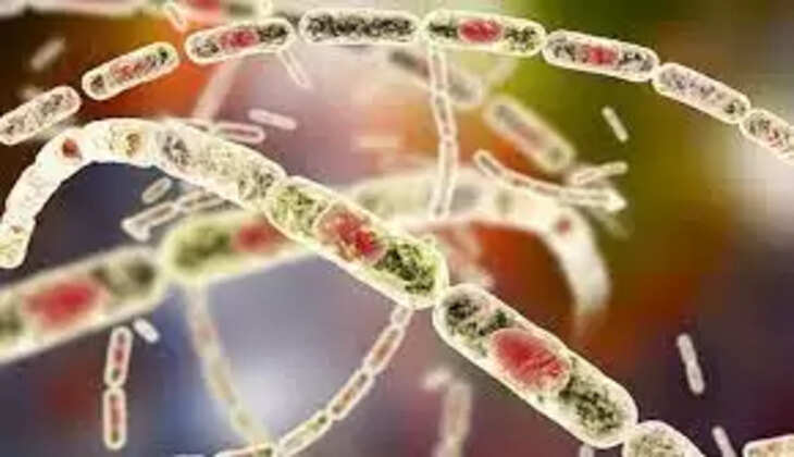 ஆந்த்ராக்ஸ்