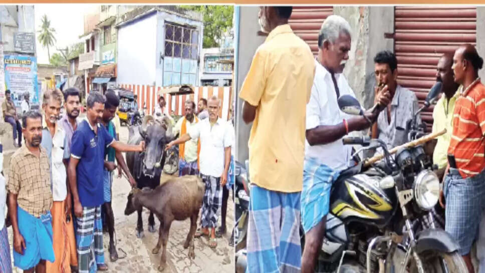 தெருநாய்