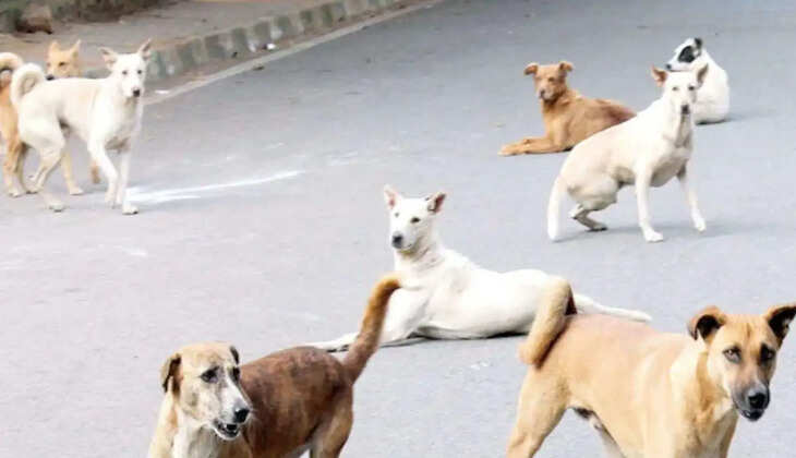 நாய்கள்