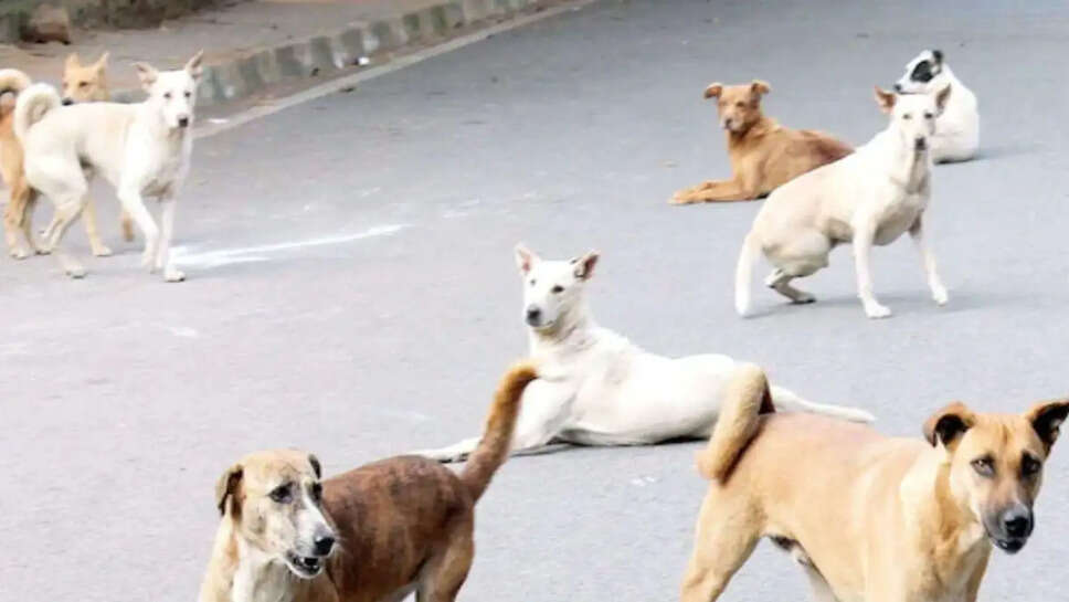 நாய்கள்