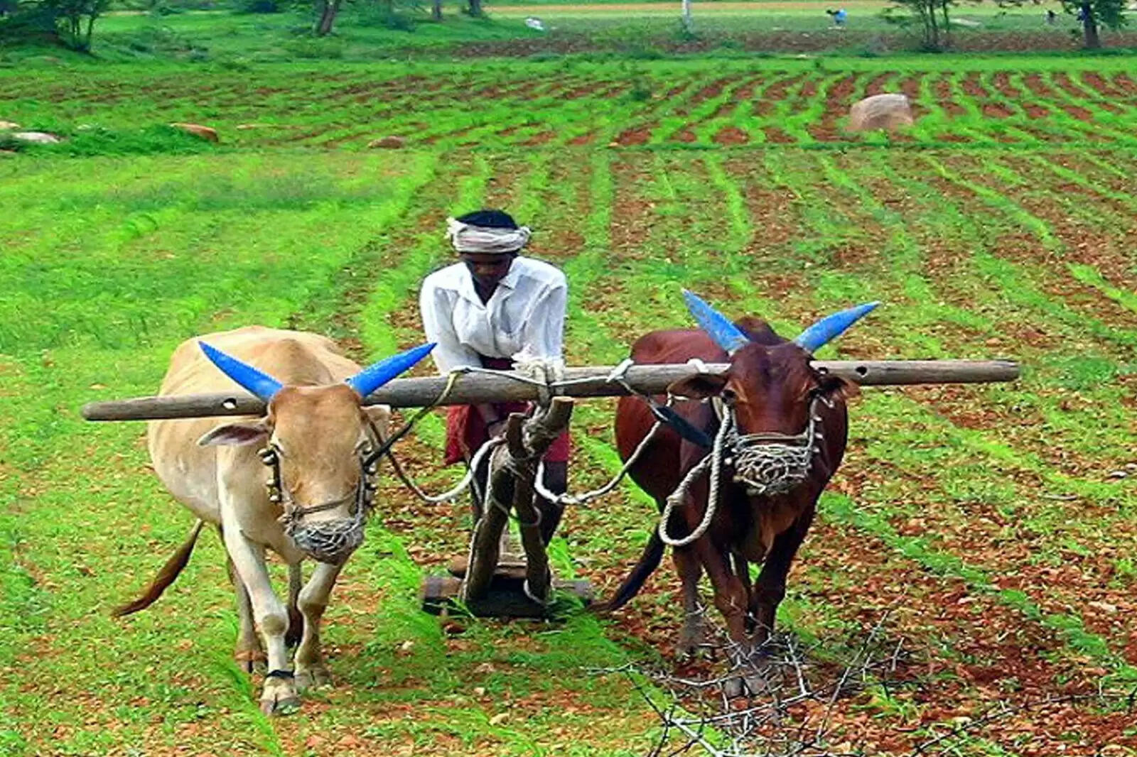 விவசாயி