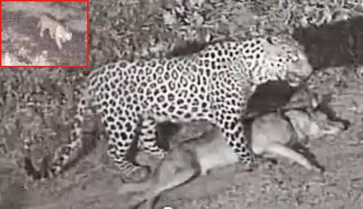 சிறுத்தை