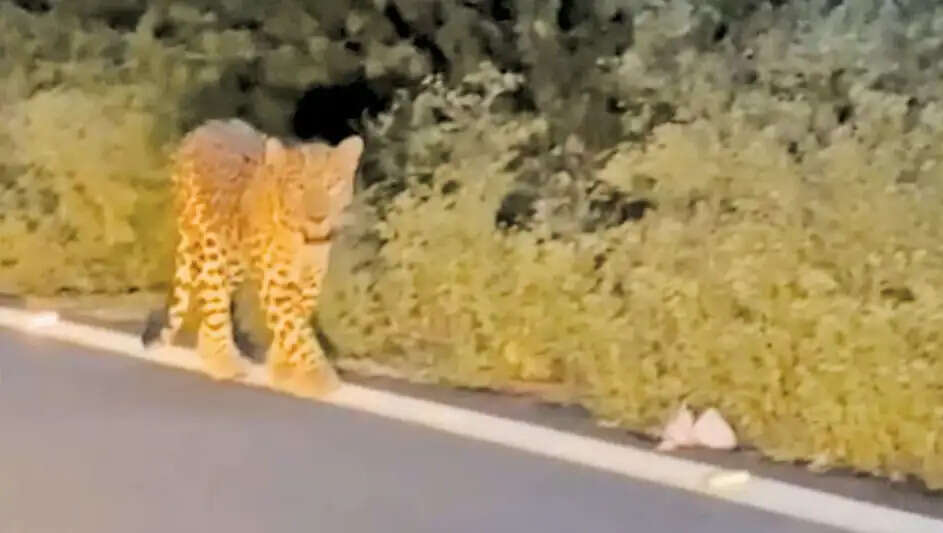சிறுத்தைப்புலி சிறுத்தை