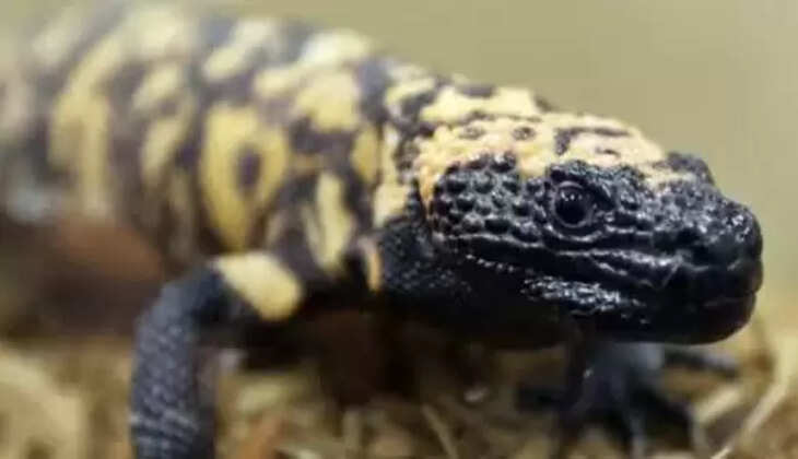 அசுர பல்லி