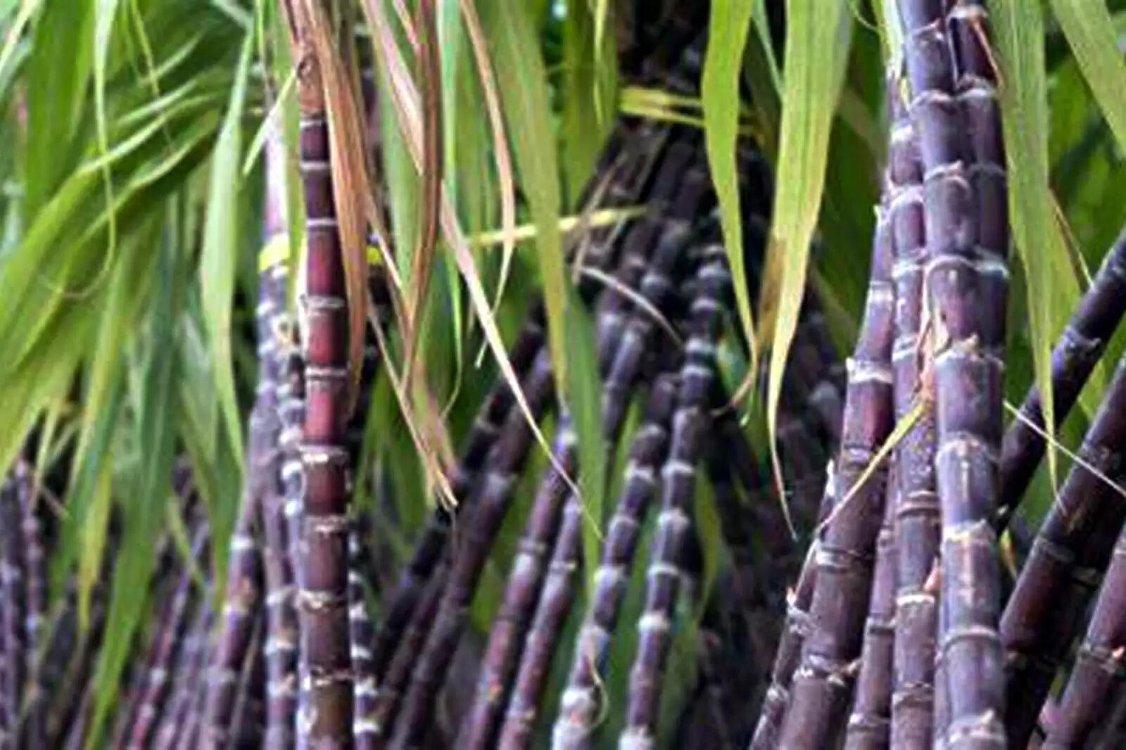 கரும்பு