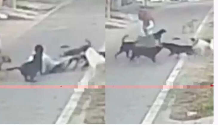 நாய்