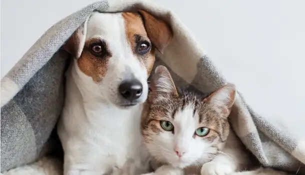 நாய் பூனை