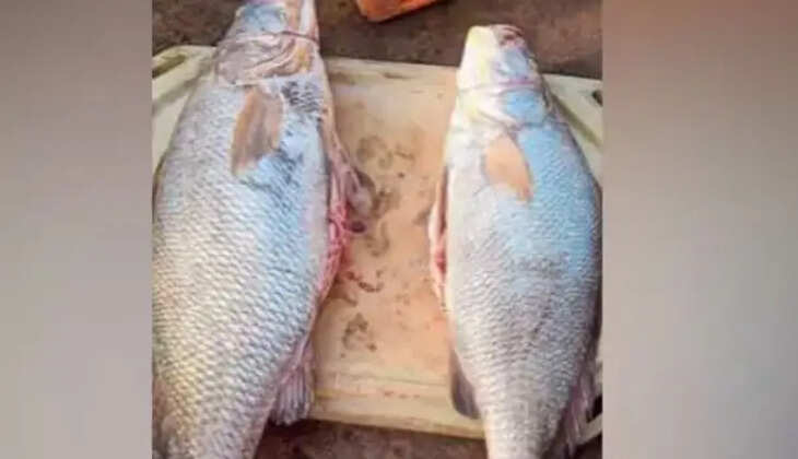 தங்க மீன்கள்