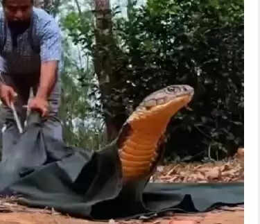 நாகப்பாம்புகள்