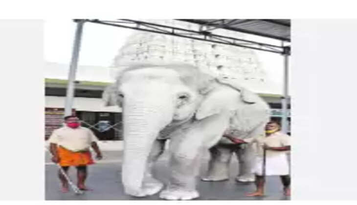 வெள்ளை யானை