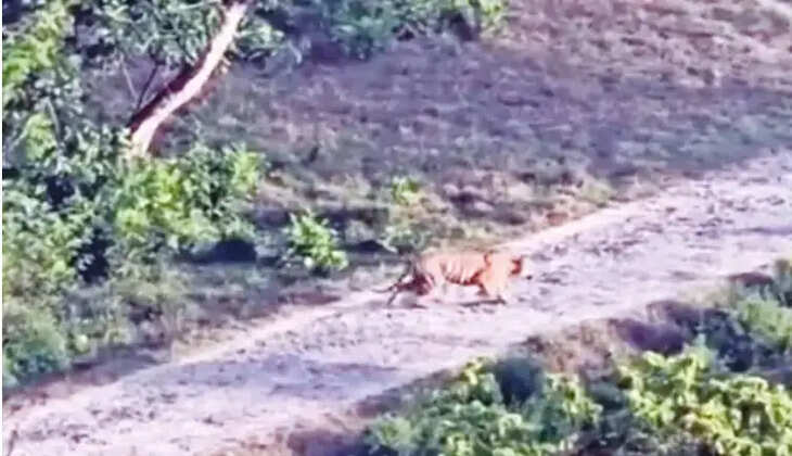 புலி டாப் சிலிப்