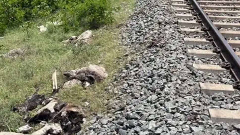 ரயில் தண்டவாளம் ஆடு