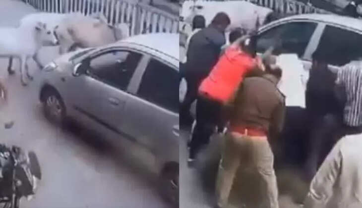 கன்றுக்குட்டி