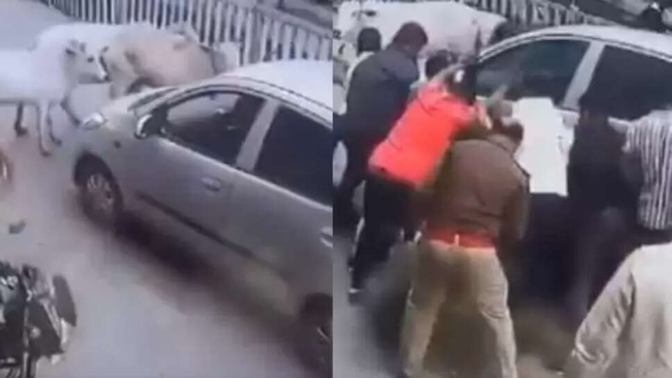 கன்றுக்குட்டி