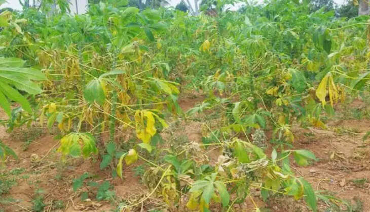 மரவள்ளிக்கிழங்கு