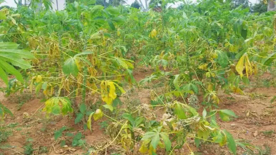 மரவள்ளிக்கிழங்கு