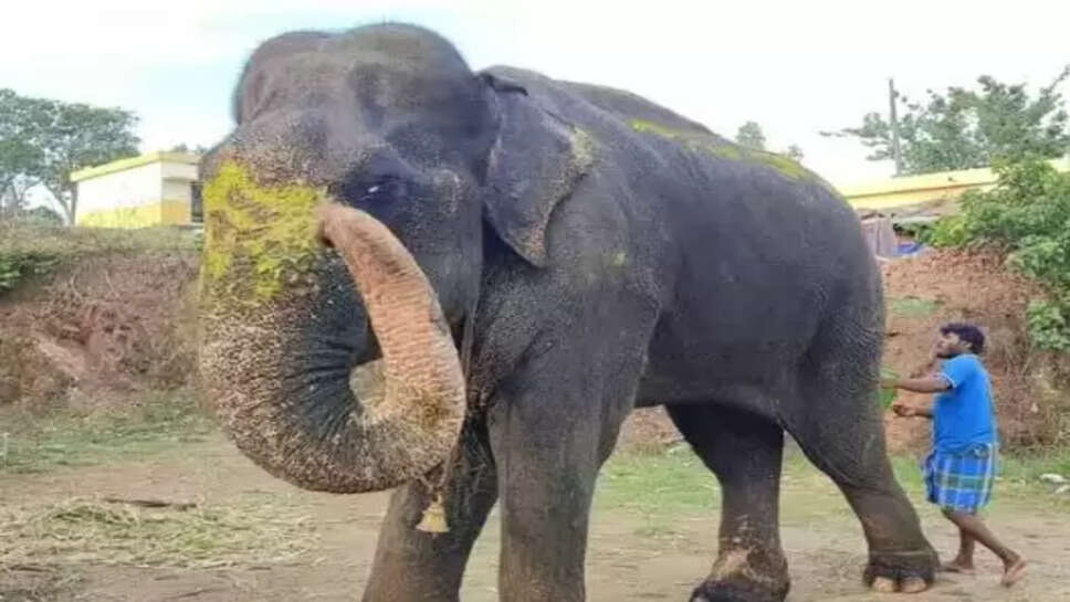 மூர்த்தி யானை உயிரிழப்பு