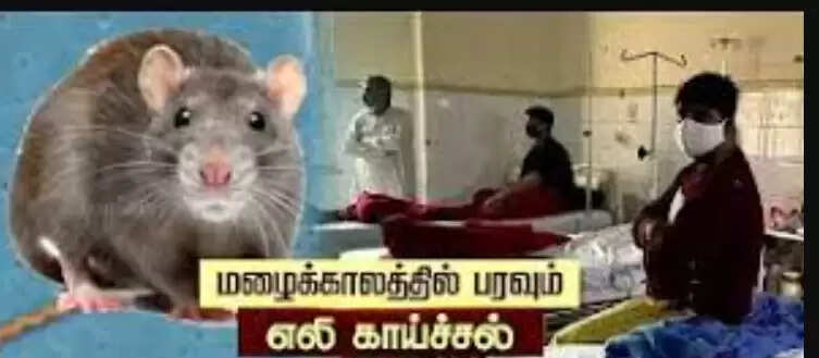 எலிக்காய்ச்சல்