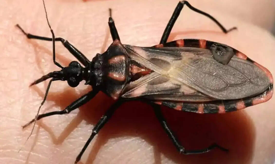 பூச்சி விஷப்பூச்சி